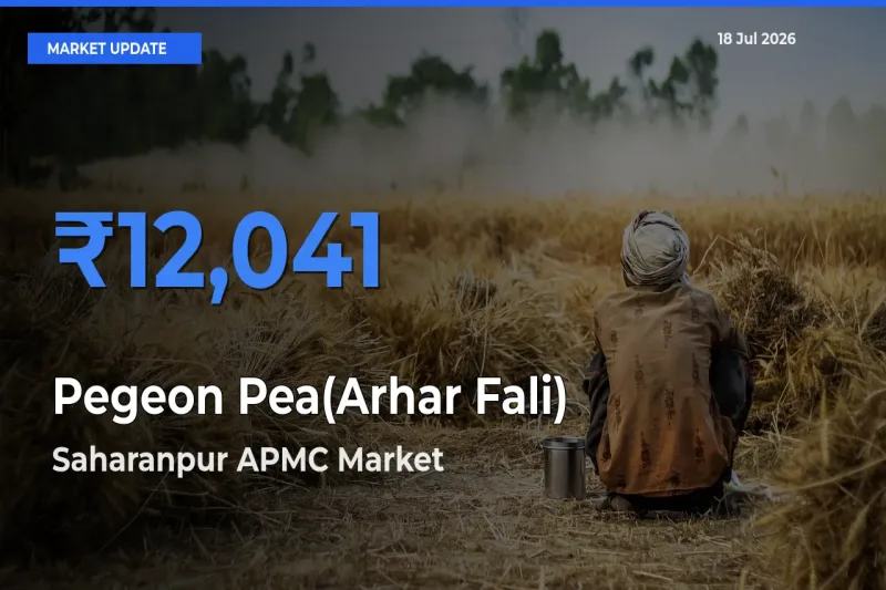 Saharanpur APMC Tops Pegeon Pea(Arhar Fali) Mandi Rates Today