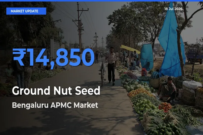 Bengaluru APMC Offers ₹14,850 – Highest Ground Nut Seed Rate Today