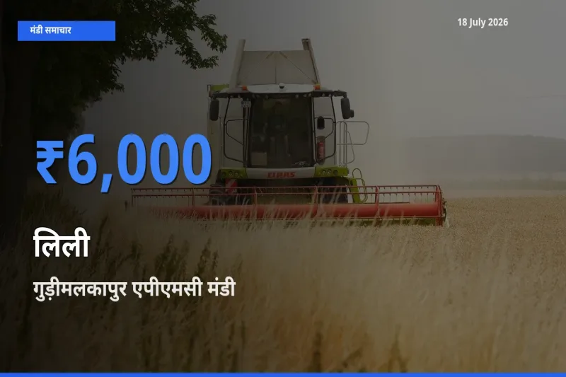 आज लिली के सबसे ज़्यादा दाम गुड़ीमलकापुर एपीएमसी मंडी में दर्ज