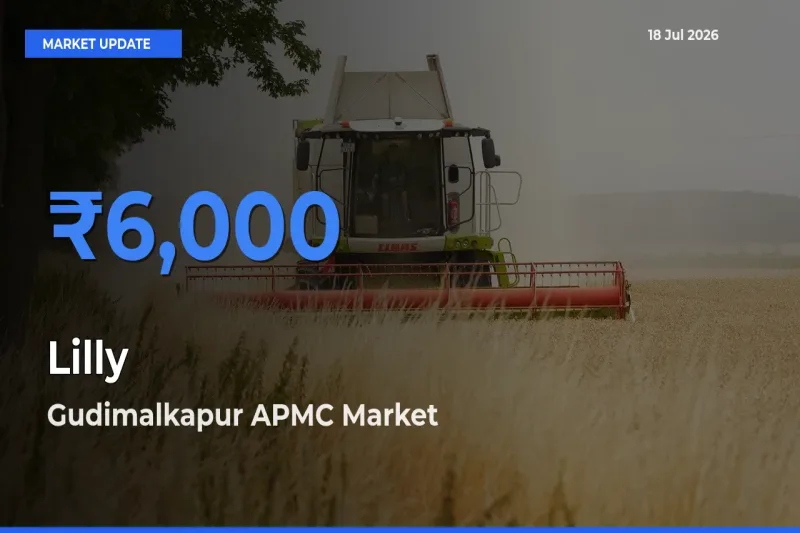 Farmers Prefer Gudimalkapur APMC as Lilly Hits Highest Rate