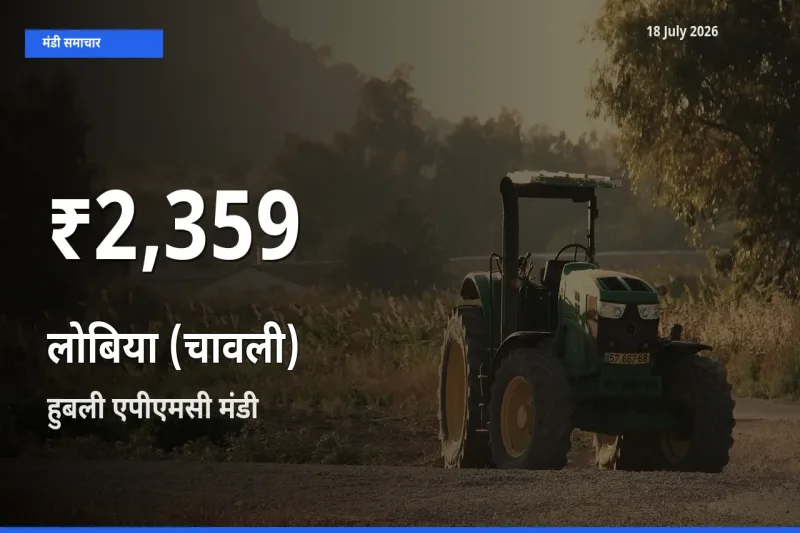बाज़ार संकेत: लोबिया (चावली) के भाव हुबली एपीएमसी में 30 दिन के निचले स्तर पर
