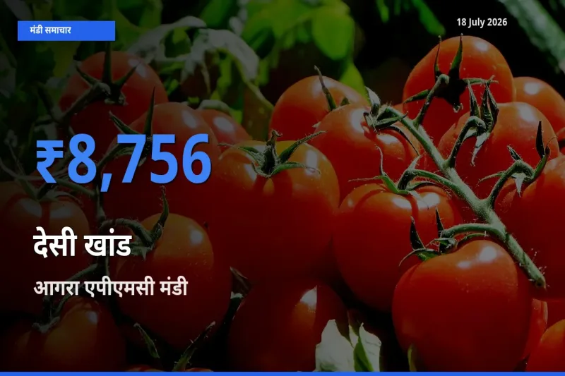 बाज़ार संकेत: आगरा एपीएमसी बना देसी खांड के लिए आज की टॉप मंडी
