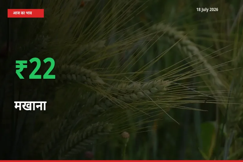 मखाना 22.39% उछला, मंडी