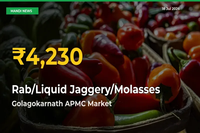 Rab/Liquid Jaggery/Molasses Price Rally Continues – Golagokarnath APMC Hits Fresh High Today