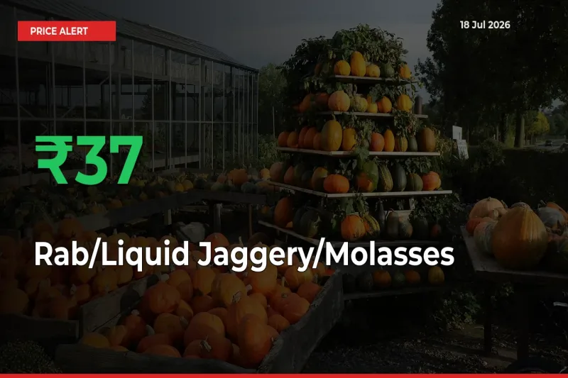 Why Rab/Liquid Jaggery/Molasses Prices Rose 37.34% in a Day at Mandis