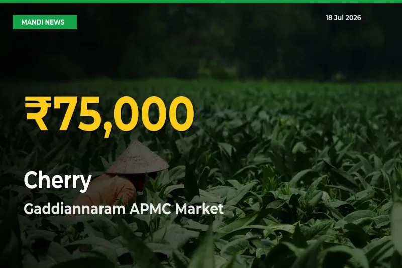 Gaddiannaram APMC Leads as Cherry Hits Highest Rate – July 18 Update