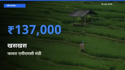 जावरा एपीएमसी मंडी में खसखस ₹137,000 पर पहुँचा – आज का सर्वोच्च भाव
