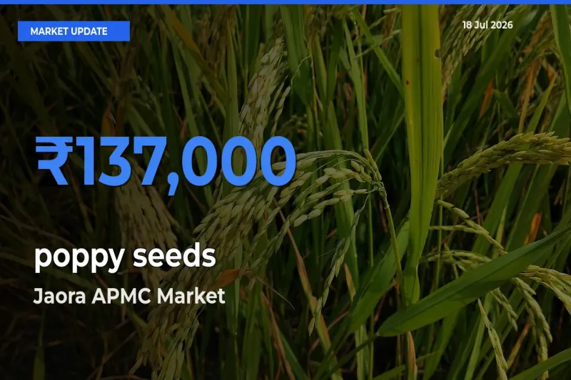 Top Performer! Jaora APMC Offers Best poppy seeds Price Today