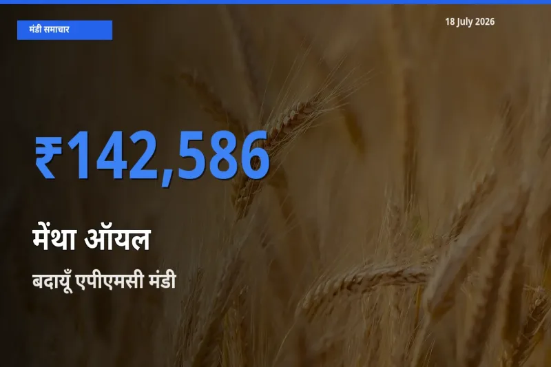 बाज़ार संकेत: बदायूँ एपीएमसी बना मेंथा ऑयल के लिए आज की टॉप मंडी