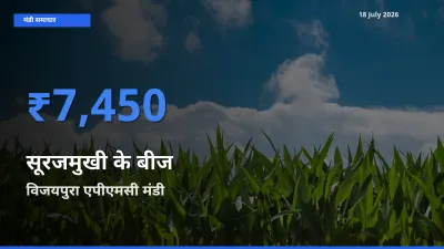 आज का मंडी भाव: सूरजमुखी के बीज के सबसे ज़्यादा दाम विजयपुरा एपीएमसी में