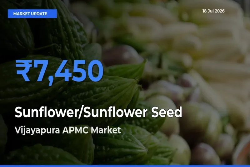 Sunflower/Sunflower Seed Mandi Rate Today: Vijayapura APMC Tops the List