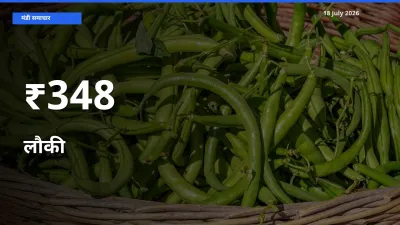 लौकी के दामों का असर कई मंडियों में, बाज़ार दिशा स्पष्ट