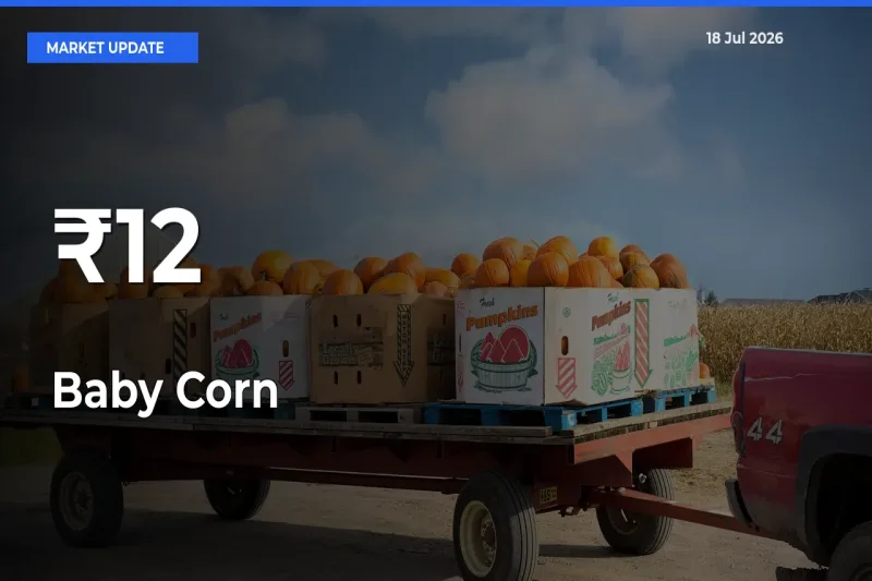 Baby Corn Prices Gain Momentum Across 12+ Mandis – Market Trend Strengthens