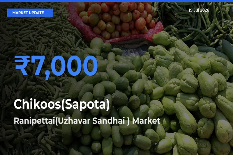 Ranipettai(Uzhavar Sandhai ) Emerges as Top Mandi for Chikoos(Sapota) Prices Today