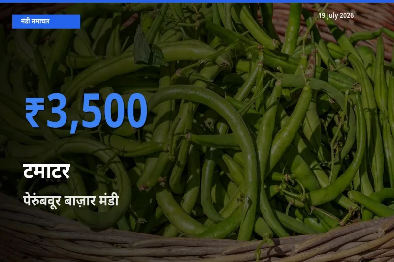 पेरुंबवूर बाज़ार मंडी में आज टमाटर के सबसे ऊँचे दाम दर्ज