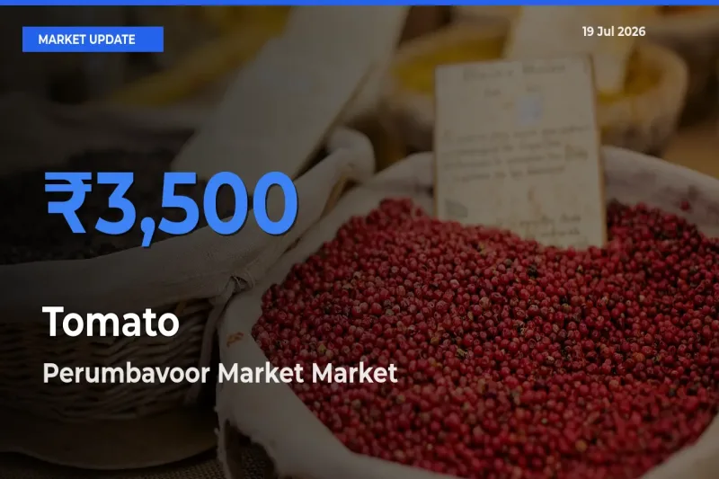 Top Performer! Perumbavoor Market Offers Best Tomato Price Today
