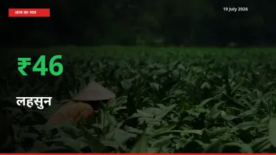 लहसुन 45.68% उछला, मंडी