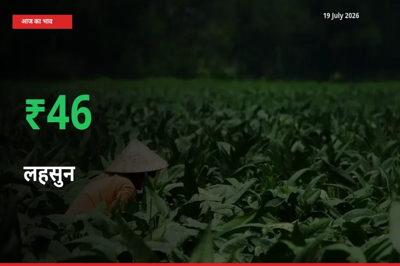 लहसुन 45.68% उछला, मंडी