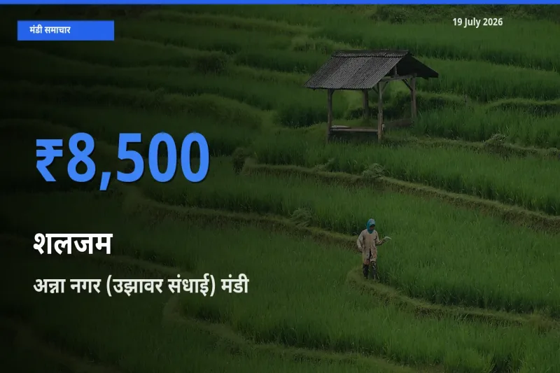 टॉप मंडी बना अन्ना नगर (उझावर संधाई)! शलजम के सबसे ऊँचे दाम यहीं दर्ज