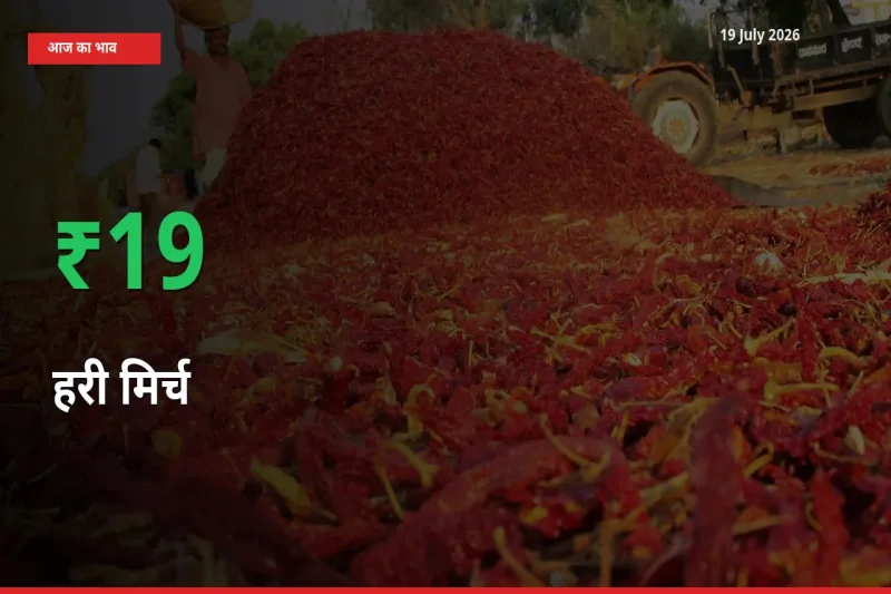 स्थानीय मंडी में हरी मिर्च के दाम अचानक 18.73% उछले, किसान सतर्क