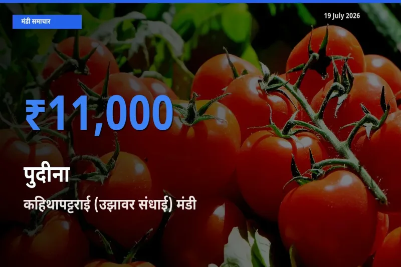 आज पुदीना के सबसे ऊँचे दाम ₹11,000 कहिथापट्टराई (उझावर संधाई) मंडी में