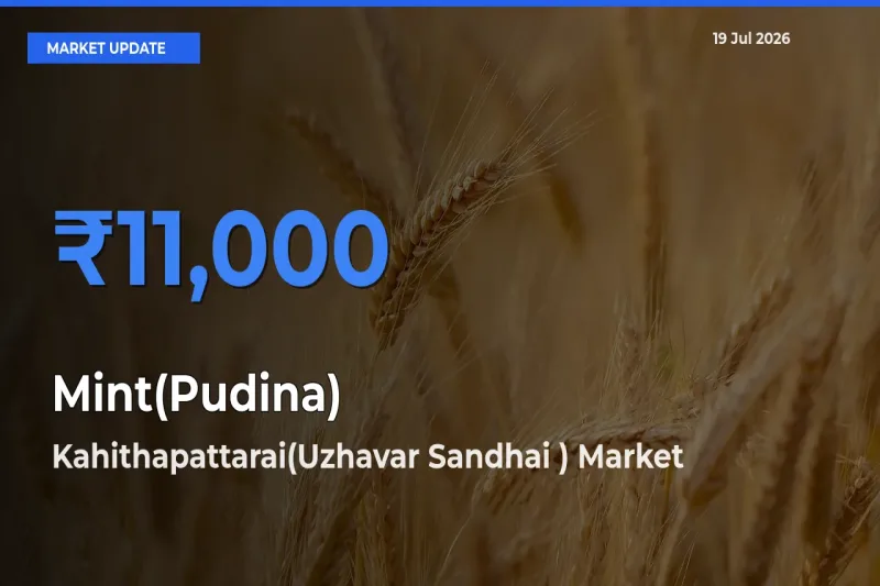 Top Performer! Kahithapattarai(Uzhavar Sandhai ) Offers Best Mint(Pudina) Price Today