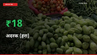 स्थानीय मंडी में अदरक (हरा) के दाम अचानक 18.46% उछले, किसान सतर्क