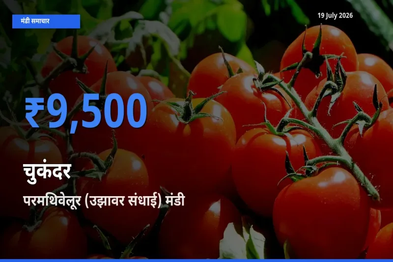 बाज़ार संकेत: परमथिवेलूर (उझावर संधाई) बना चुकंदर के लिए आज की टॉप मंडी
