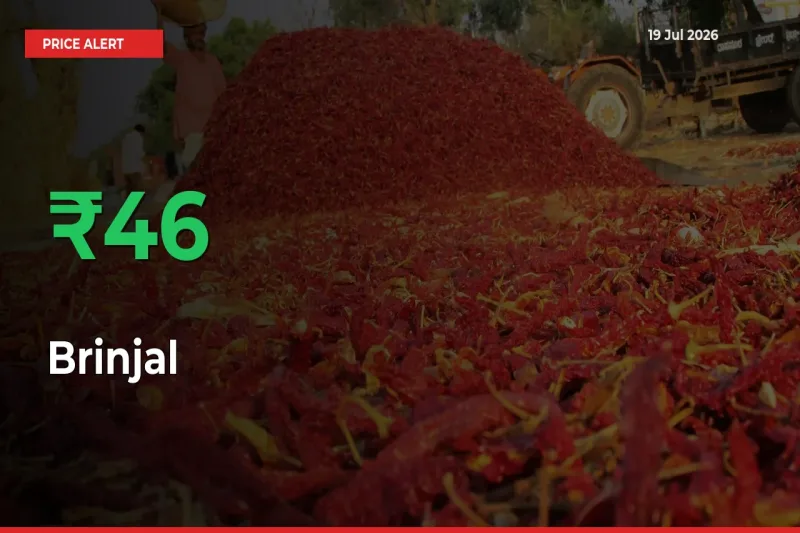Sharp Jump! Brinjal Prices Climb 46.41% in 24 Hours at Key Mandis