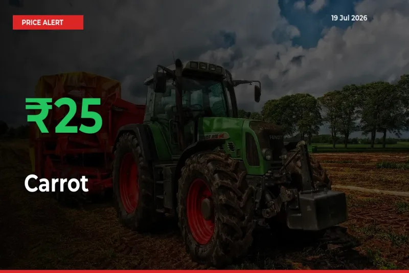 Big Rally! Carrot Climbs 25.29% in 24 Hours at Top Mandis