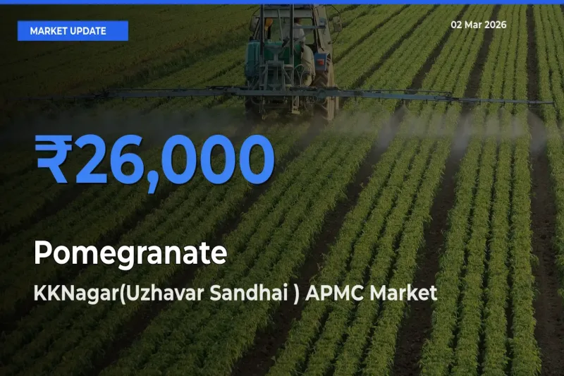 Top Performer! KKNagar(Uzhavar Sandhai ) APMC Offers Best Pomegranate Price Today