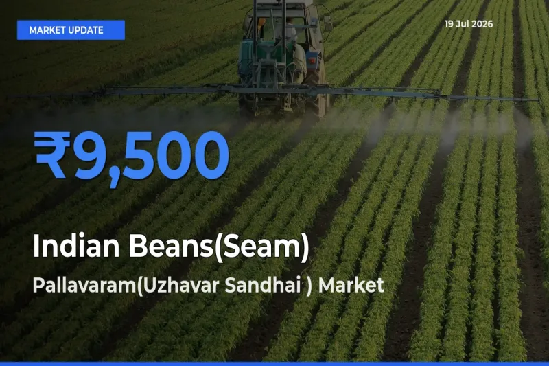 Pallavaram(Uzhavar Sandhai ) Offers ₹9,500 – Highest Indian Beans(Seam) Rate Today