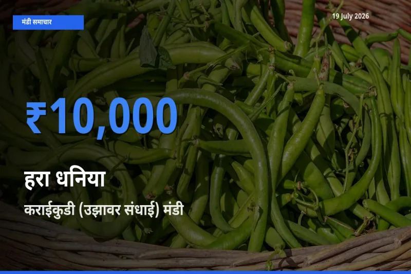 टॉप मंडी बना कराईकुडी (उझावर संधाई)! हरा धनिया के सबसे ऊँचे दाम यहीं दर्ज