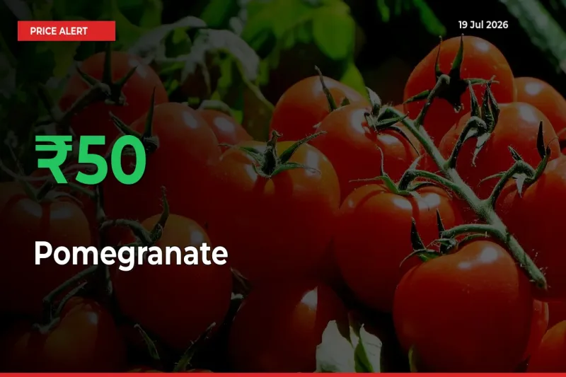Why Pomegranate Prices Rose 49.81% in a Day at Mandis