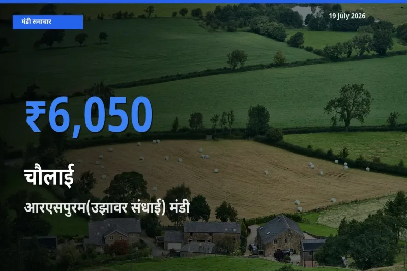 बाज़ार संकेत: आरएसपुरम(उझावर संधाई) बना चौलाई के लिए आज की टॉप मंडी