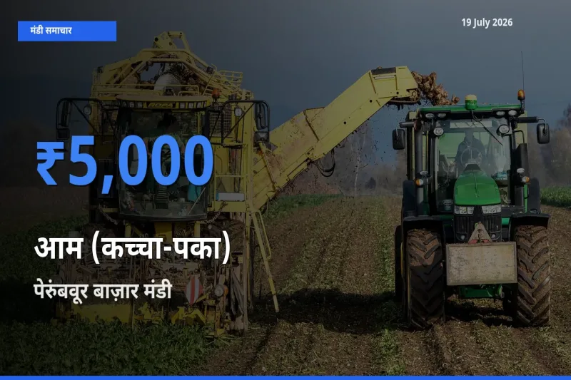 टॉप मंडी बना पेरुंबवूर बाज़ार! आम (कच्चा-पका) के सबसे ऊँचे दाम यहीं दर्ज