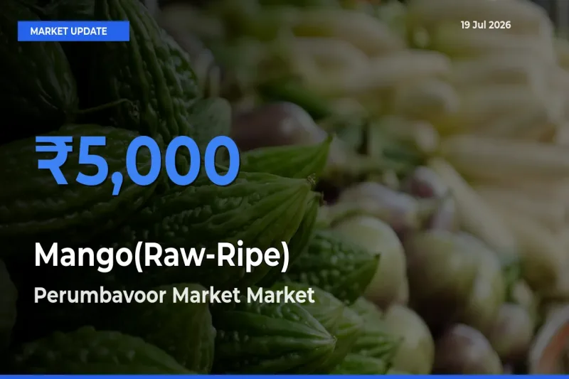 Perumbavoor Market Records Highest ₹5,000 Rate for Mango(Raw-Ripe)