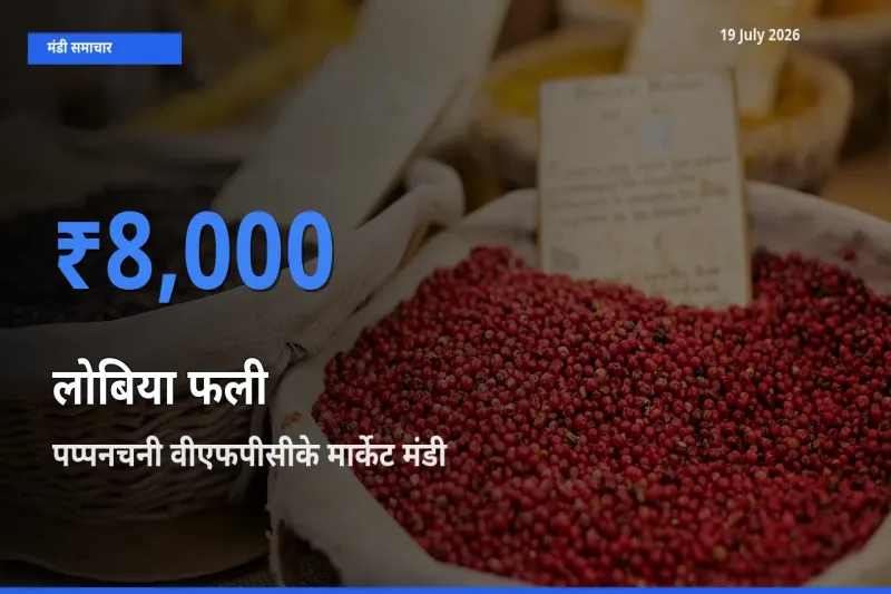 आज का मंडी भाव: लोबिया फली के सबसे ज़्यादा दाम पप्पनचनी वीएफपीसीके मार्केट में