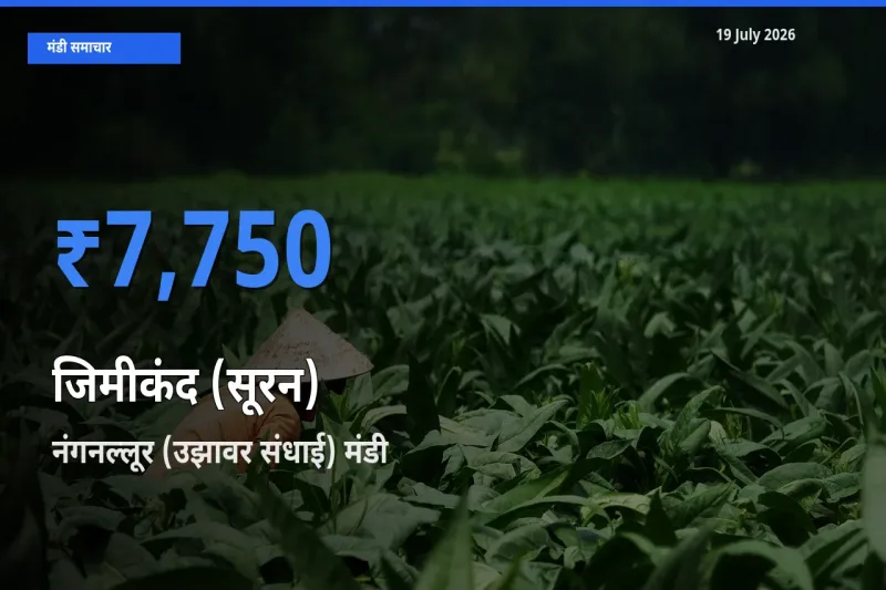 नंगनल्लूर (उझावर संधाई) मंडी में आज जिमीकंद (सूरन) के सबसे ऊँचे दाम दर्ज