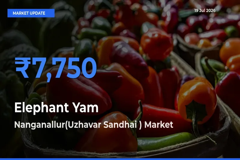 Nanganallur(Uzhavar Sandhai ) Tops Elephant Yam Rates – July 19 Market Update