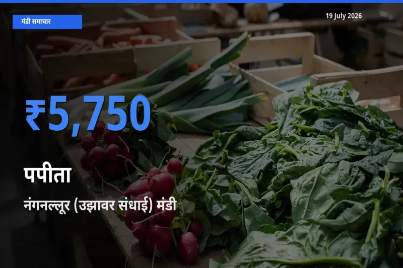 आज का मंडी भाव: पपीता के सबसे ज़्यादा दाम नंगनल्लूर (उझावर संधाई) में