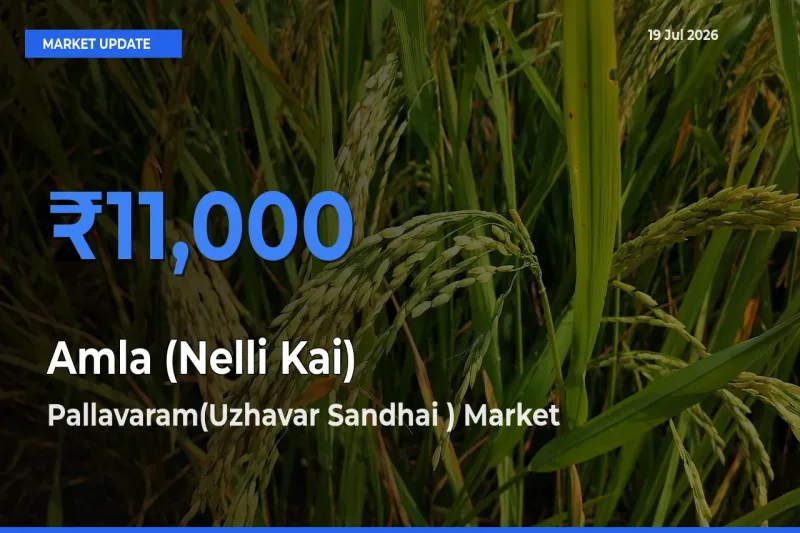 Farmers Prefer Pallavaram(Uzhavar Sandhai ) as Amla (Nelli Kai) Hits Highest Rate