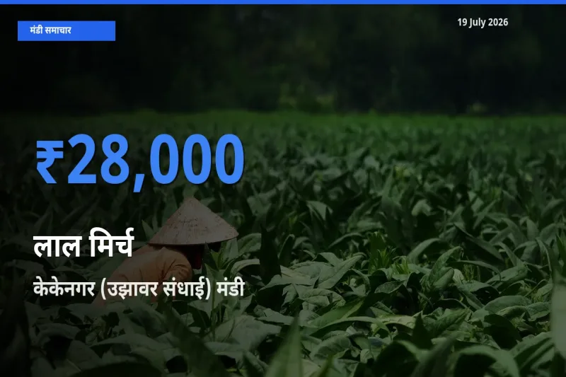 टॉप मंडी बना केकेनगर (उझावर संधाई)! लाल मिर्च के सबसे ऊँचे दाम यहीं दर्ज