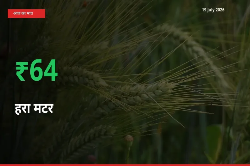 स्थानीय मंडी में हरा मटर के दाम अचानक 64.16% उछले, किसान सतर्क