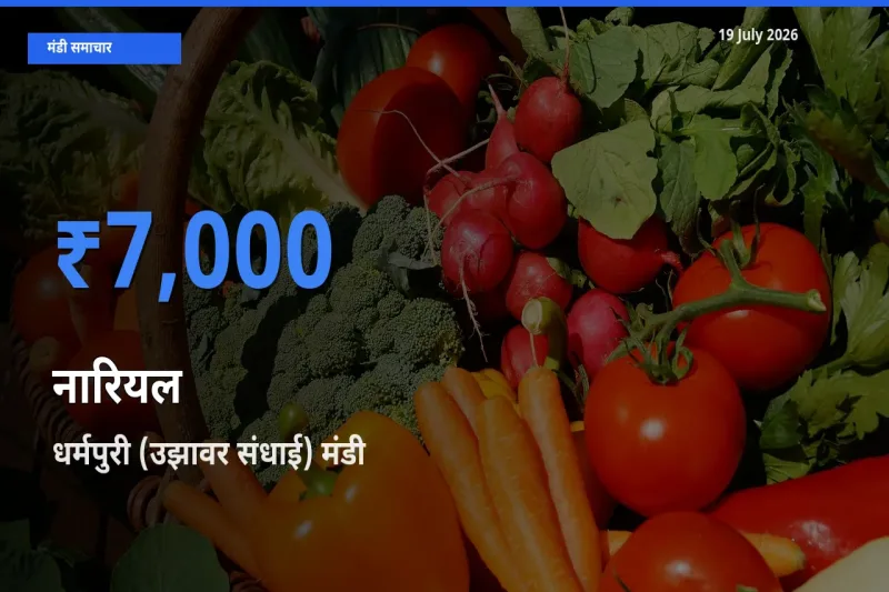 बाज़ार संकेत: धर्मपुरी (उझावर संधाई) बना नारियल के लिए आज की टॉप मंडी