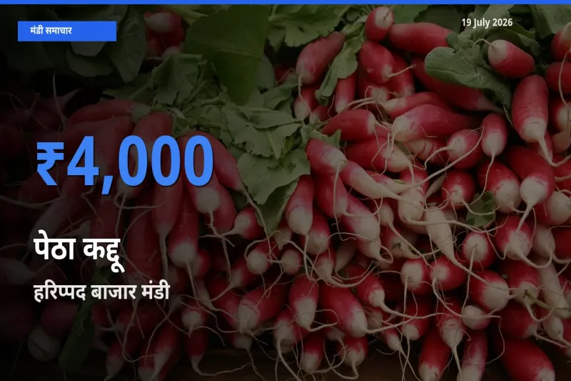 टॉप मंडी बना हरिप्पद बाजार! पेठा कद्दू के सबसे ऊँचे दाम यहीं दर्ज