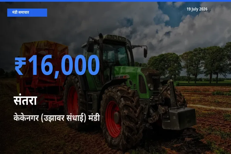 केकेनगर (उझावर संधाई) मंडी में संतरा ₹16,000 पर पहुँचा – आज का सर्वोच्च भाव