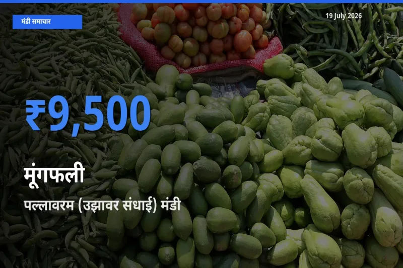 पल्लावरम (उझावर संधाई) मंडी में आज मूंगफली के सबसे ऊँचे दाम दर्ज