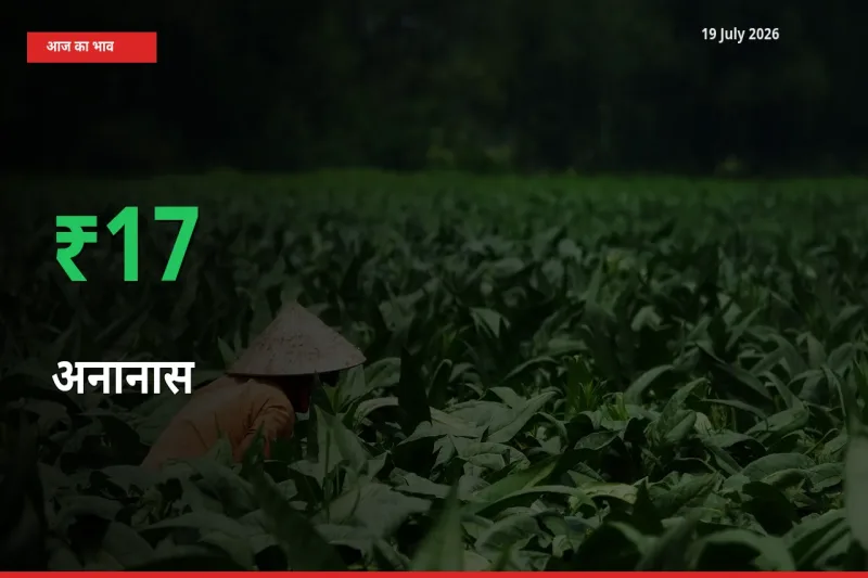 तेज़ तेजी! मंडी में अनानास के दाम 16.62% चढ़े