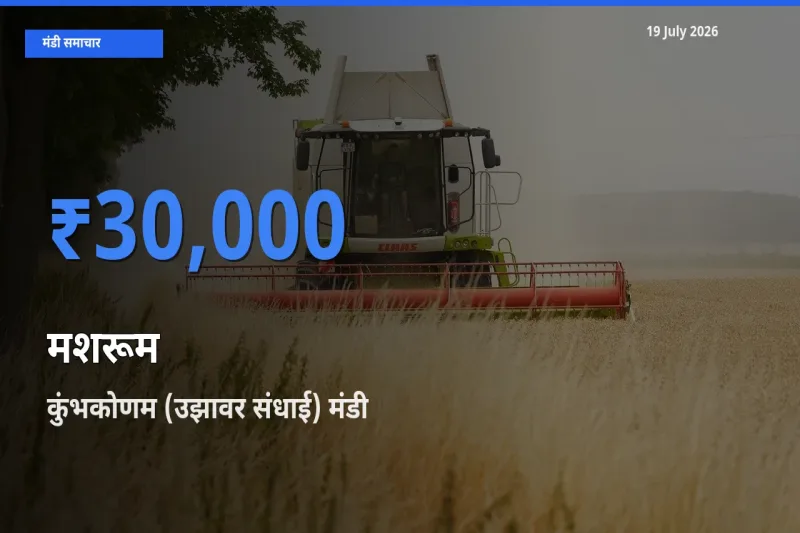 कुंभकोणम (उझावर संधाई) मंडी में मशरूम ₹30,000 पर पहुँचा – आज का सर्वोच्च भाव